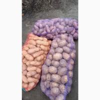Продам картоплю