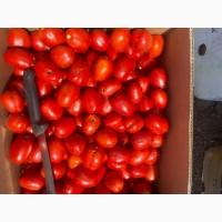Продам помидор второй сорт