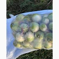 Продам Редька Ред Міт