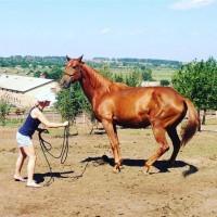 Продам кобилу УВП