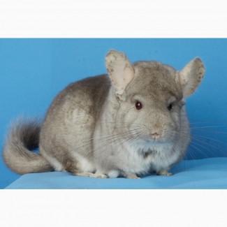 Шиншила дівчинка бежева