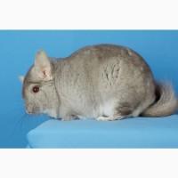 Шиншила дівчинка бежева