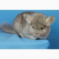 Шиншила дівчинка бежева