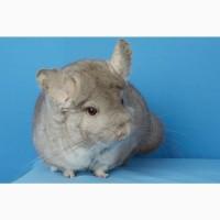 Шиншила дівчинка бежева