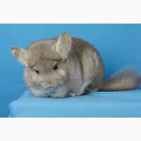 Шиншила дівчинка бежева