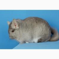 Шиншила дівчинка бежева