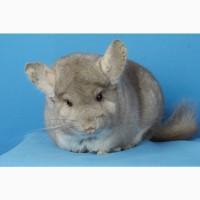 Шиншила дівчинка бежева