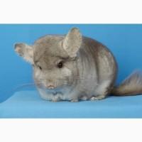 Шиншила дівчинка бежева