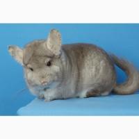 Шиншила дівчинка бежева