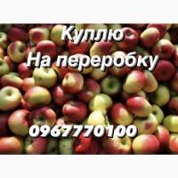 Купуємо яблука на переробку