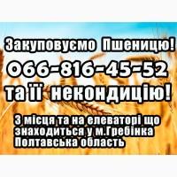 Закуповуємо пшеницю 2, 3, 4 клас та її некондицію! Даємо Високі ціни