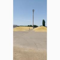 Куплю пшеницу(2, 3, 4) от производителя, от 500тн