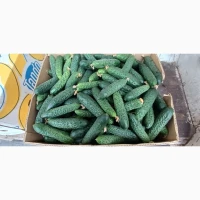 Продам огірок ОПТ