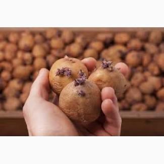 Картопля для посадки у Дніпропетровській області - Рів’єра, Ред Леді, Гранада