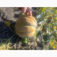 Продам СОКОВИТУ свіжу диню (Ефіопка)