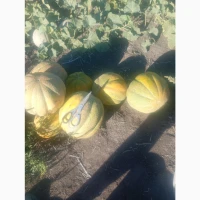 Продам СОКОВИТУ свіжу диню (Ефіопка)