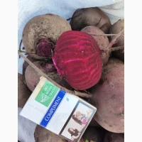 Продам товарний буряк, сорт Зеппо