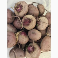 Продам товарний буряк, сорт Зеппо