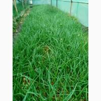 Продам оптом зелёное перо опт