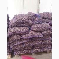 Закупівля картоплі середньої фракції