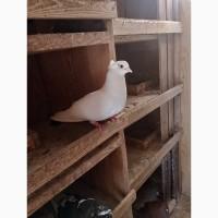 Миколаївські голуби