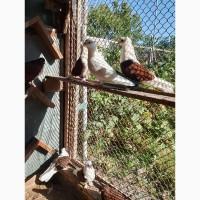 Миколаївські голуби