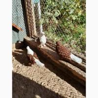 Миколаївські голуби