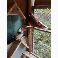 Миколаївські голуби