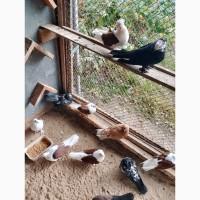 Миколаївські голуби