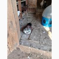 Миколаївські голуби