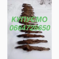Купуємо куплю куницю куниці шкури. Шкіри