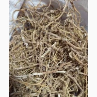 Куплю корінь кропиви