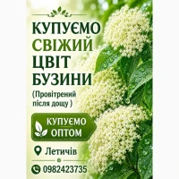 Купуємо ОПТОМ свіжий цвіт бузини