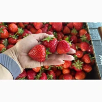 Продам полуницю з поля