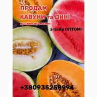 Продаю Кавуні и дині продюсер и мазин