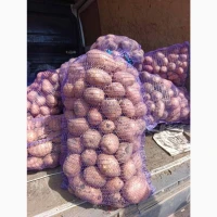 Продам картоплю гарної якості сорт Беллароза