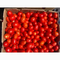 Продам Сливку помідору