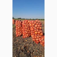 Продам лук оптом с поля