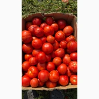 Продам помідор бобкат