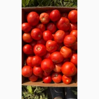 Продам помідор бобкат