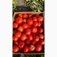 Продам помідор бобкат