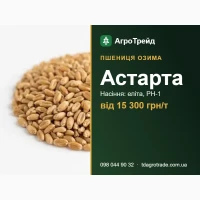 Пшениця озима Астарта: сертифіковане насіння (ІФРГ НАН), від 15 300 грн/т