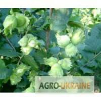 Продам саджанці фундука сорт Лозівський кулястий