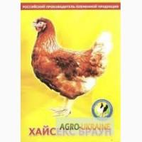Продам кур несушек
