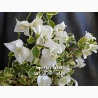 Бугенвиллия Glabra Violett (лиловая)