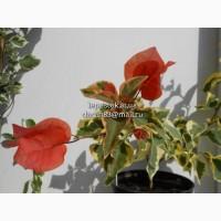 Бугенвиллия Glabra Violett (лиловая)