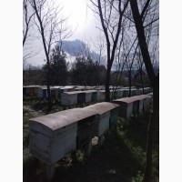Пчелопакеты, бджолопакети можлива доставка