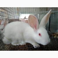 Продам кролів породи термонці