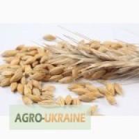 Продам посевной канадский ячмень Дункан