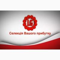 LG 5580 гибрид подсолнечника Limagrain продам